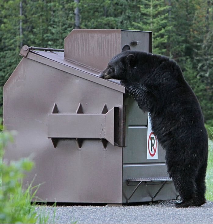 A large black bear eating garbage